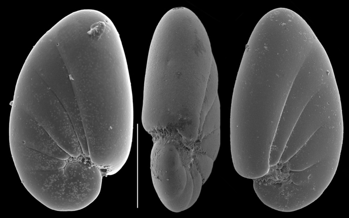 Nonionoides grateloupi Nonionoides grateloupi