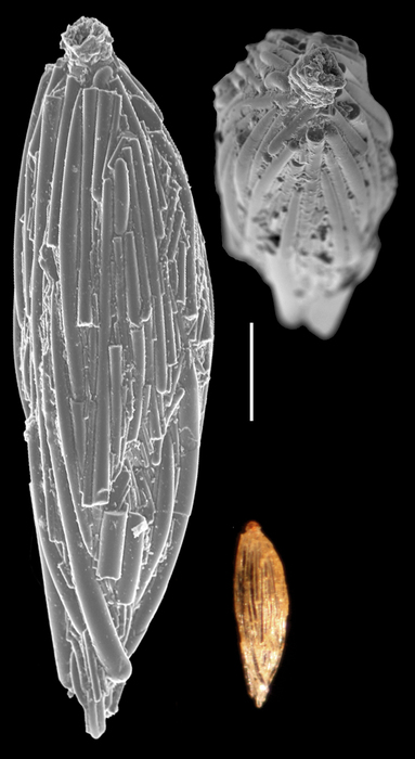 Nouria harrisii