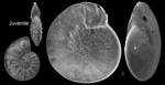 Chromista - Foraminifera (foraminifers)