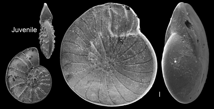 Nummulites venosus