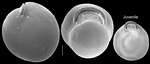 Nummulopyrgo globulus