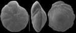 Nuttallides bradyi