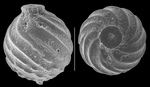 Oolina spiroglobosa