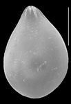 Oolina stellula