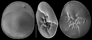 Orbitina carinata