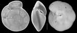 Oridorsalis umbonatus