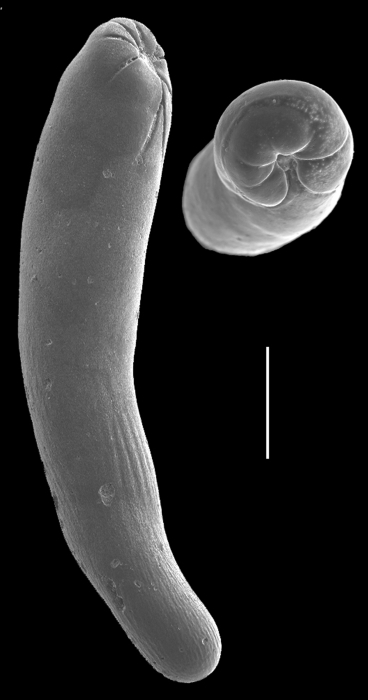 Orthoplecta clavata Orthoplecta clavata
