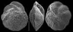 Osangularia rugosa