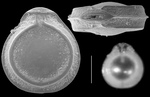 Palliolatella bradyiformis