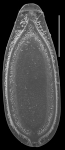 palliolatella peponisema