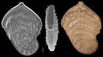 Palmula robusta