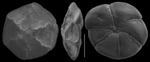 Pannellaina earlandi