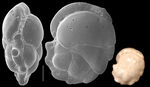 Paracassidulina angulosa