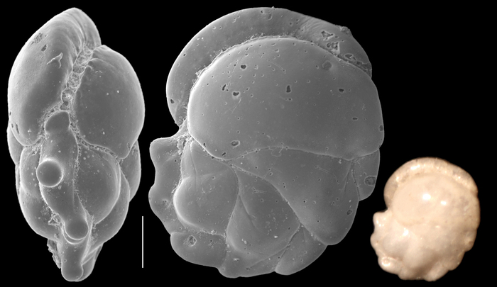 Paracassidulina angulosa Paracassidulina angulosa