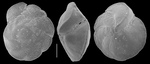Paracibicides edomicus
