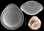 Parafissurina admiralis