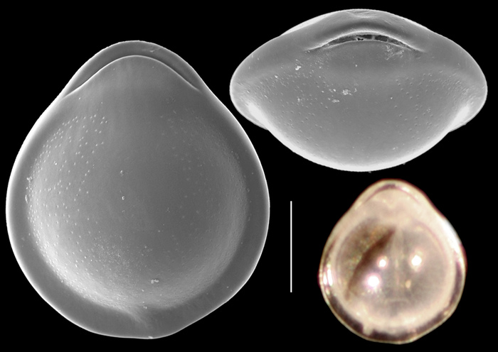 Parafissurina admiralis Parafissurina admiralis