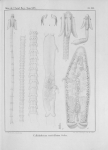 Van Beneden, P.-J. (1850). Recherches sur la faune littorale de Belgique: les Vers Cestoïdes Mém. Acad. R. Sci. Lett. B.-Arts Belg., Collect. 4 XXV: 1-199, plates I-XXIV