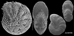 Parrellina hispidula, author: Le Coze, Franis