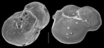 Parrina bradyi