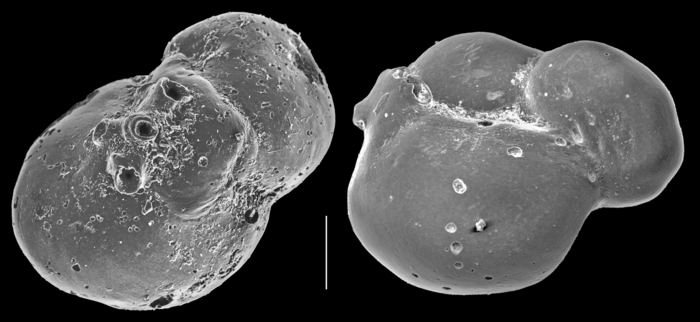 Parrina bradyi Parrina bradyi