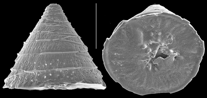 Patellina altiformis Patellina altiformis