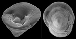 Patellinella inconspicua
