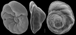 Paumotua terebra