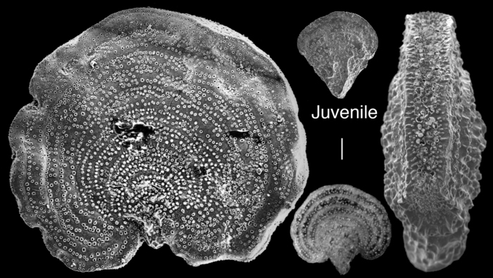 Pavonina flabelliformis Pavonina flabelliformis
