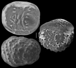 pegidia dubia