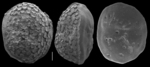 Pegidia lacunata