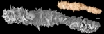 Pelosina cylindrica