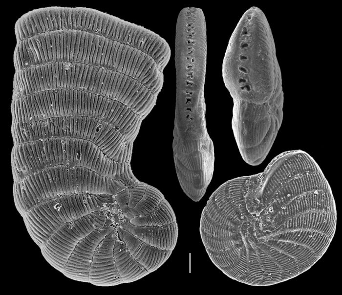 Peneroplis perthusus Peneroplis perthusus