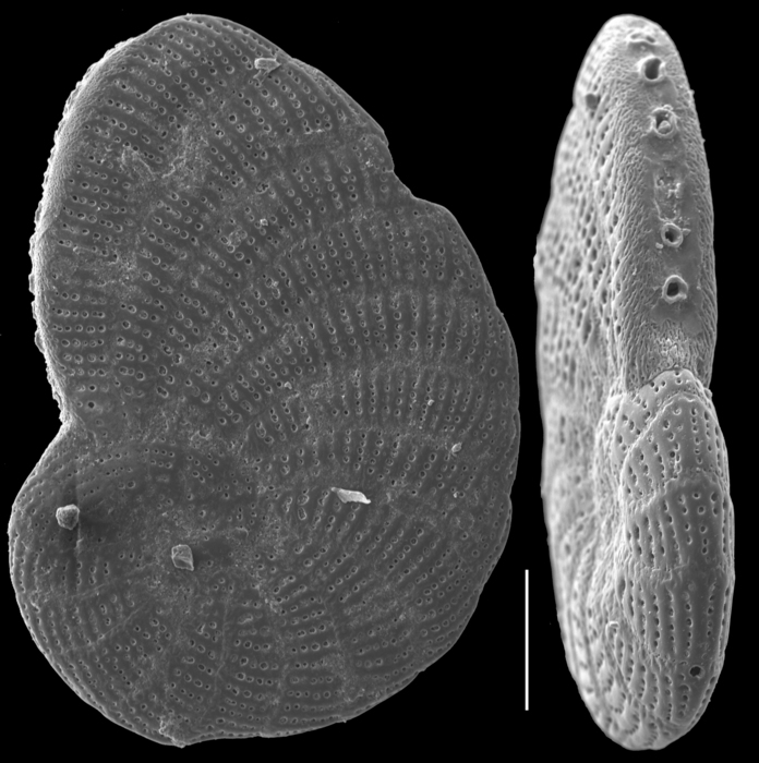 Peneroplis planatus Peneroplis planatus