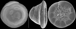 Pileolina haigi