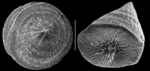 Pileolina minogasiformis