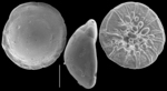 Pileolina patelliformis