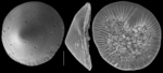 Pileolina zealandica