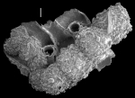 Placopsilina bradyi