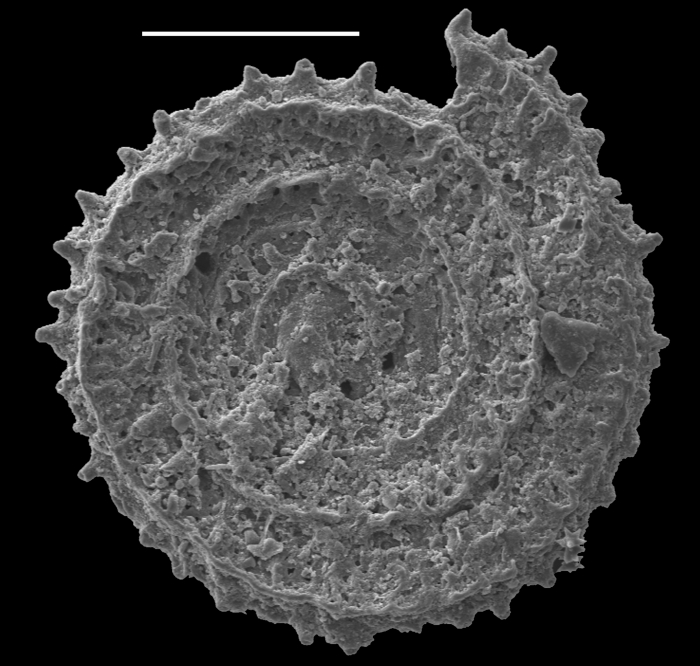 Planispirillina parvispinata Planispirillina parvispinata