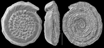 Planispirillina tuberculatolimbata