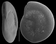 Planispirinella involuta, author: Le Coze, François