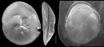 Planodiscorbis rarescens