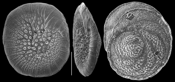 Planoglabratella opercularis Planoglabratella opercularis