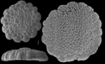 Planorbulinella larvata