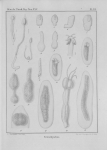 Platyhelminthes