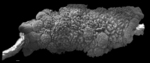 Planorbulinoides retinaculata