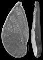 Planularia californica, author: Le Coze, Franis