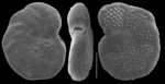 Planulina ariminensis