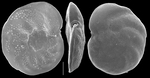 Planulina foridana